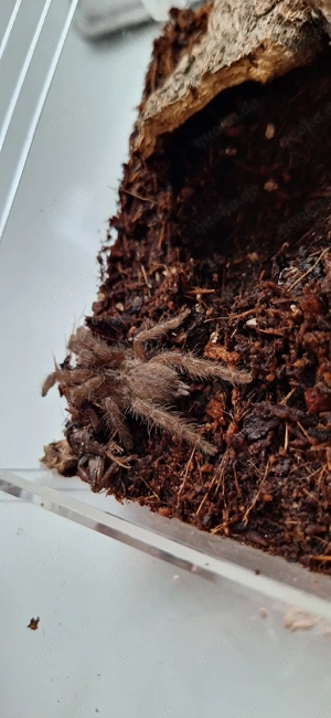 Heteroscodra maculata Bild 2