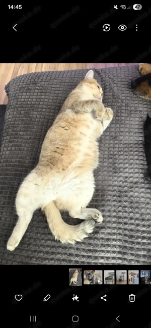 bkh kitten Wurfankündigung  Bild 5