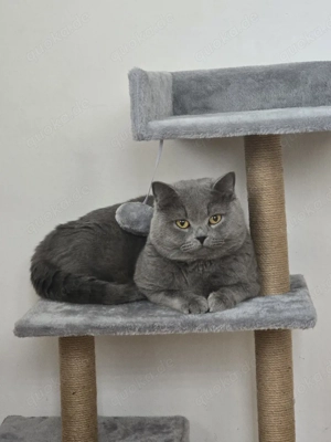 bkh kitten Wurfankündigung  Bild 4