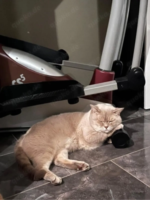 deckkater red point Bild 3