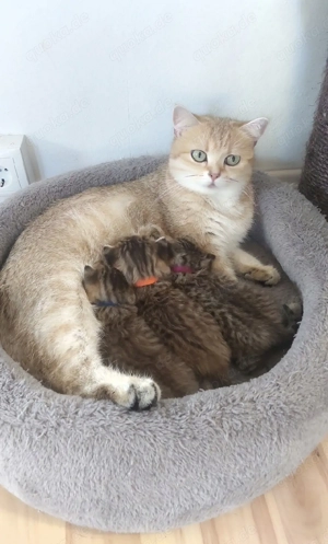 bkh kitten Wurfankündigung 