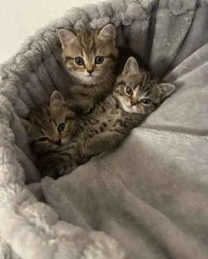 bkh kitten Wurfankündigung  Bild 3