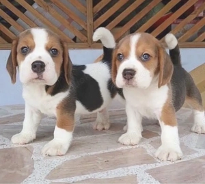 Beagle welpen