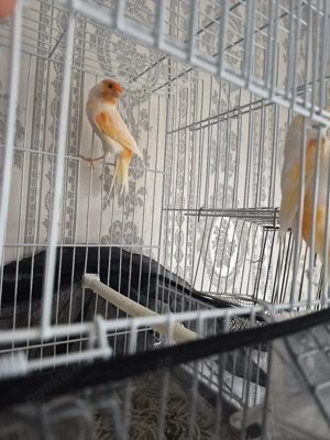  Kanarienvögel-Paar (Mosaik) von 2025   