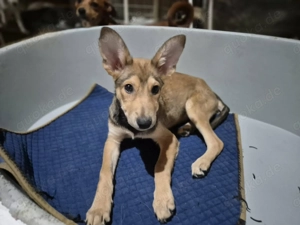 Welpenrüde Dobby - Reserviert!