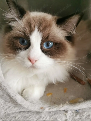 Ragdoll Kitten mit Stammbaum  ab sofort  