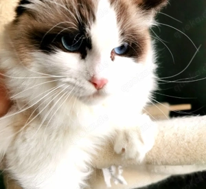 Ragdoll Kitten mit Stammbaum  ab sofort  