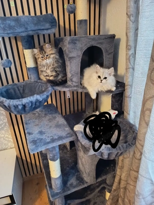 Wunderschöne Perserkatzen suchen ein neues zuhause