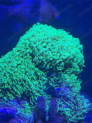 Meerwasser koralle Affenhaar Briareum hamrum