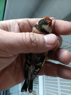 Stieglitz klein art 0.1 w