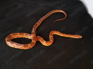 Verschiedene Kornnattern 