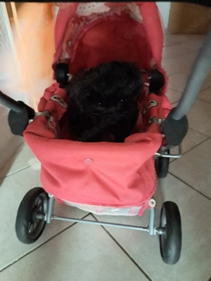 Süßer Bolonka Rüde 