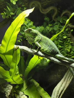 Iguana Iguana (Grüner Leguane). 