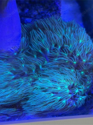 Tubipora Musica Orgelkoralle Koralle Meerwasser 