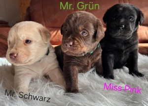 9 bezaubernde Labrador Welpen suchen ein liebevolles Zuhause