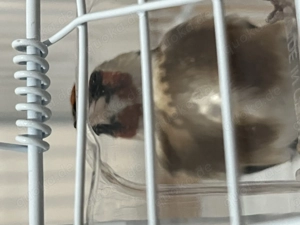 Parva Weibchen mit Weißen flecken 