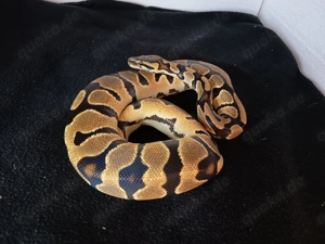0.1 Königspython Orange Dream het. Piebald
