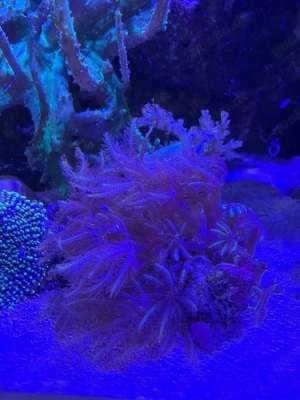 Anthelia glauca   Straußenkoralle Koralle Meerwasser