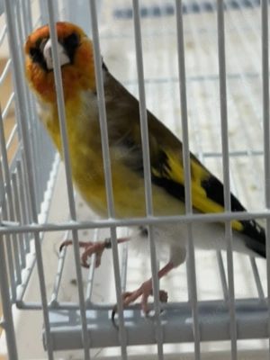 Major Gelb Schimmel 2025