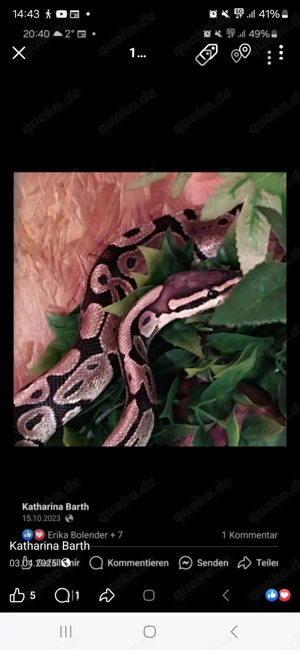 Schlangen eine boa und eine python 