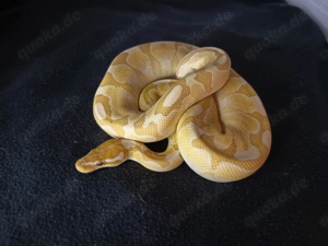 1.0 Königspython Bamboo Ultramel