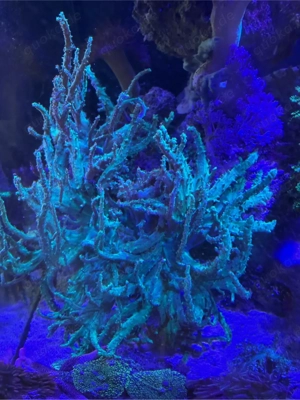 weichkoralle Sinularia Floreszierend Koralle Meerwasser