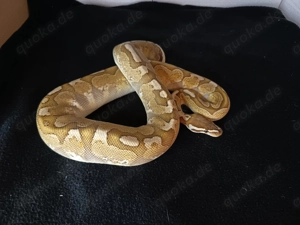 0.1 Königspython Orbit Bamboo het Ultramel (Worlds First)