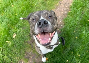    Zuhause gesucht für Odin (6 Jahre)   