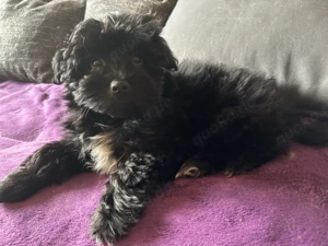 5. monate alte Hündin ! 