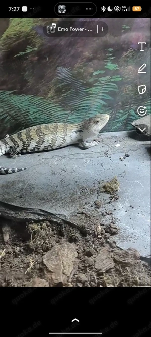 Tiliqua Gigas evanescens