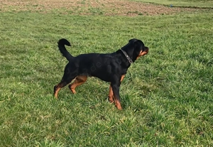 Rottweiler Hündin 