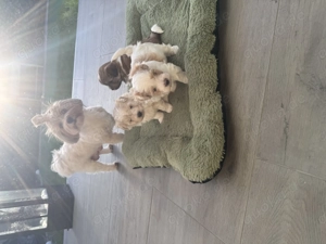 Havaneser Malteser Mix