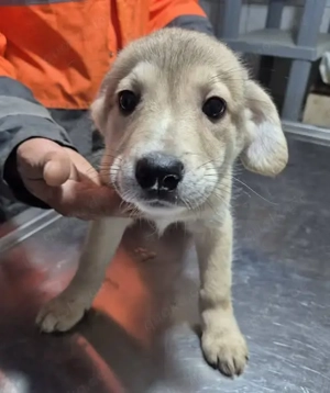 Welpenrüde Aiko sucht sein Zuhause