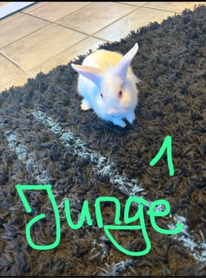 Zwergkanichen schlapp ohr 