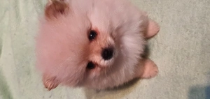 Drei kleine süße Teddy Bears die ein neues zuhause suchen