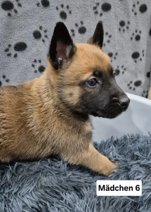 Malinois X Herder Welpen 