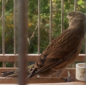 Hänfling x Timbrado Espanol Kanarien Mischlings Hahn