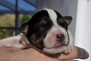 Reinrassige rauhaarige Parson Russell Terrier Welpen geboren 