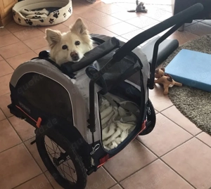 Hundebuggy  Fahrradanhänger -  Fa.Hafenbande