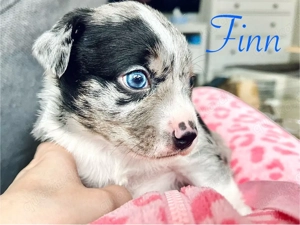 Therapiehundelinie Mini (Toy) Australian Shepherd Mix