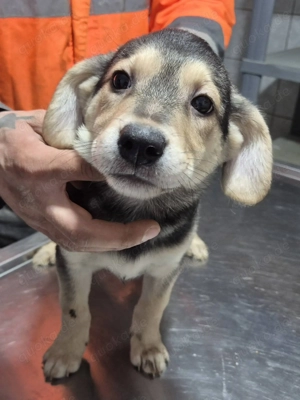 Welpenrüde 890538 sucht seine Menschen