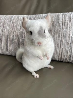 Handaufzucht Chinchilla Böckchen Afroviolett-Schecke AVT