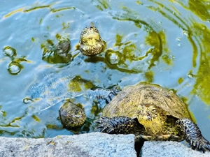Europäische Sumpfschildkröten Emys orbicularis