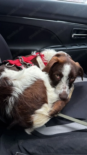 Tormenta   Sonnenschein auf vier Pfoten sucht ihr Für-immer-Zuhause