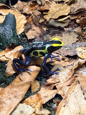 1.0 dendrobates tinctorius robertus