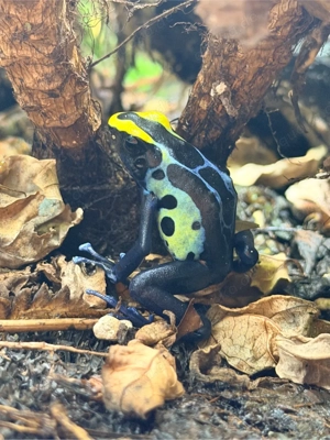 1.0 dendrobates tinctorius robertus