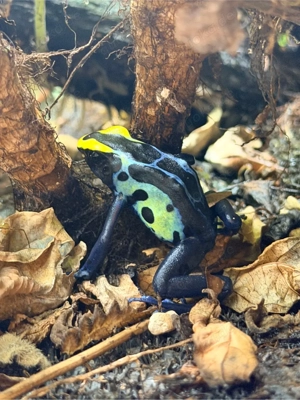 1.0 dendrobates tinctorius robertus