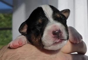 Reinrassige rauhaarige Parson Russell Terrier Welpen geboren 