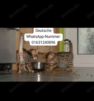 Bengal Kitten drei Bereit und gesund