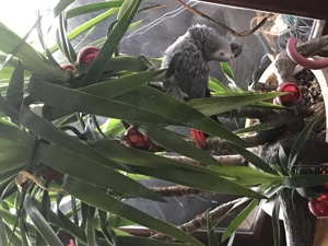 Graupapagei Weibchen 12 Jahre alt mit Papieren Bild 2